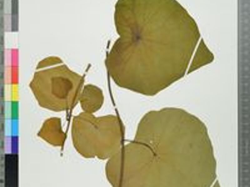 Stephania Rotunda | Stephania | Lamiaceae