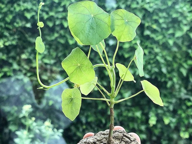 Stephania Suberosa | Stephania | Lamiaceae