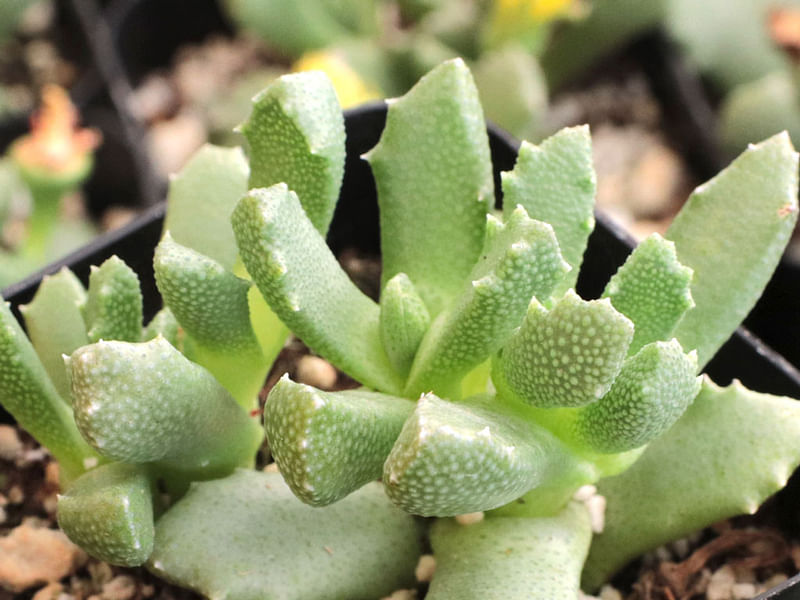 Stomatium | Aizoaceae