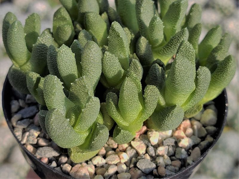 Stomatium | Aizoaceae