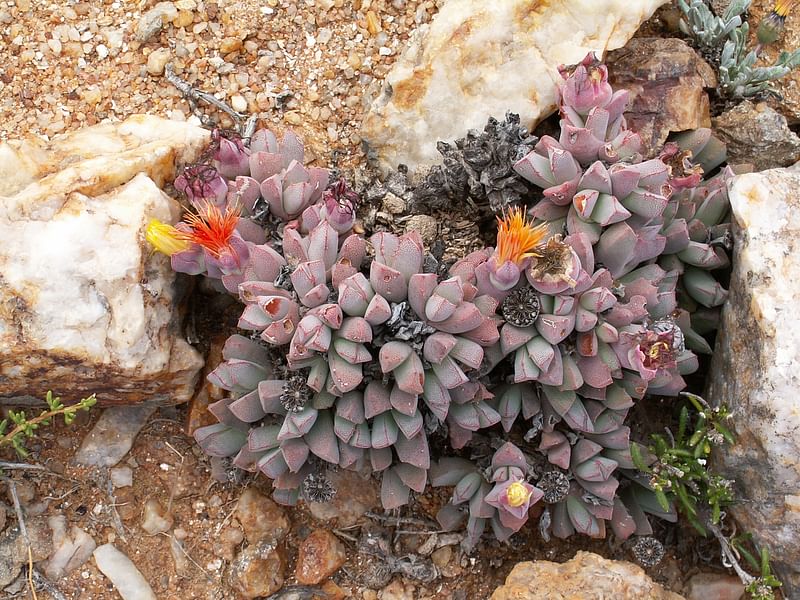 Stomatium | Aizoaceae