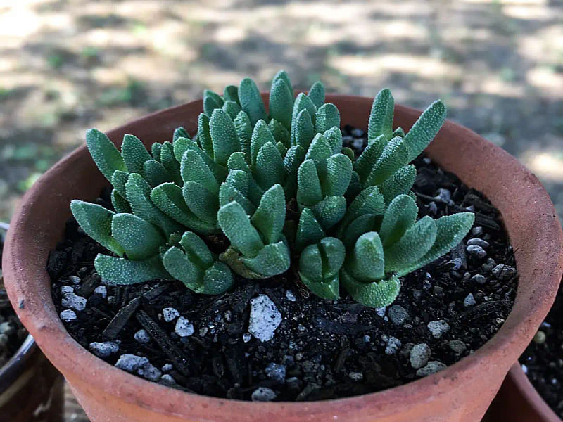 Stomatium | Aizoaceae