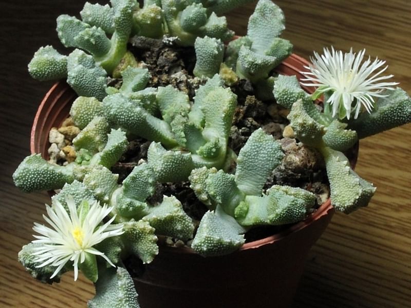 Stomatium | Aizoaceae