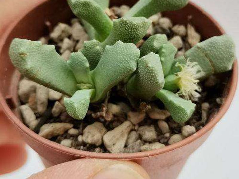 Stomatium | Aizoaceae