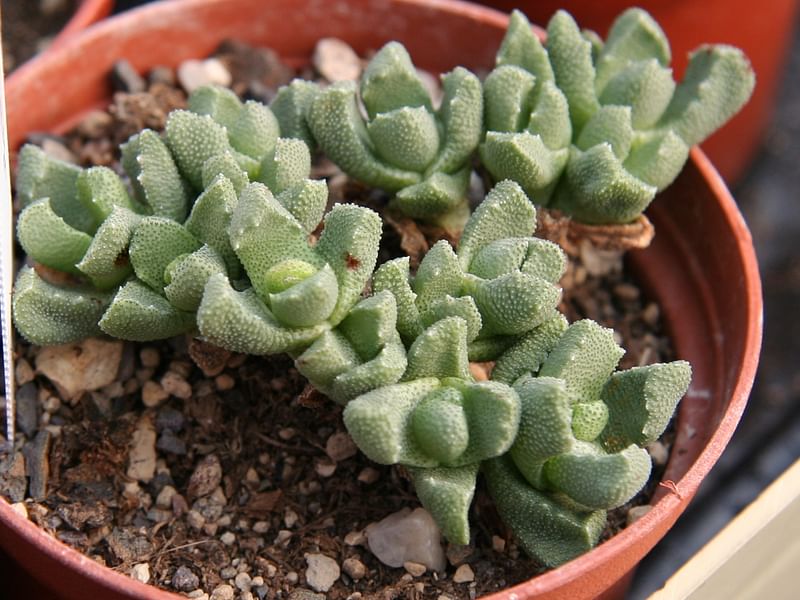 Stomatium | Aizoaceae