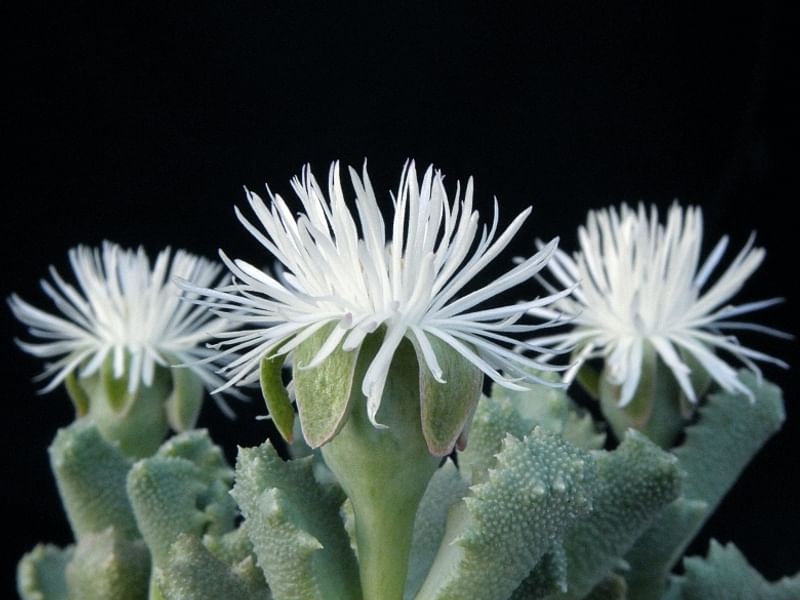 Stomatium | Aizoaceae