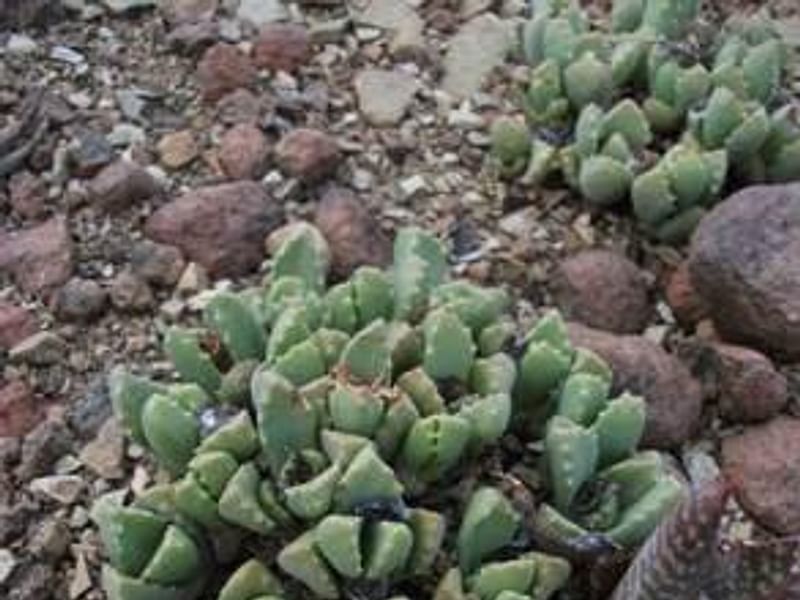 Stomatium | Aizoaceae