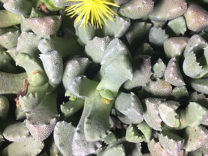Stomatium | Aizoaceae