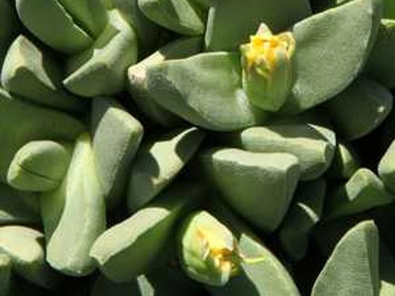 Stomatium | Aizoaceae