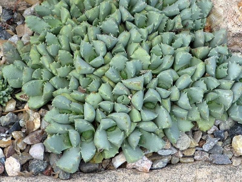Stomatium | Aizoaceae