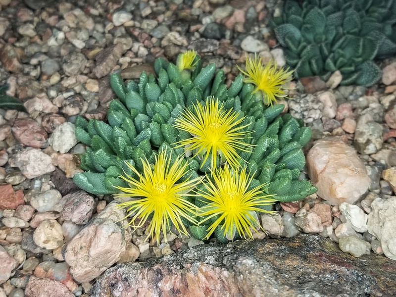 Stomatium | Aizoaceae