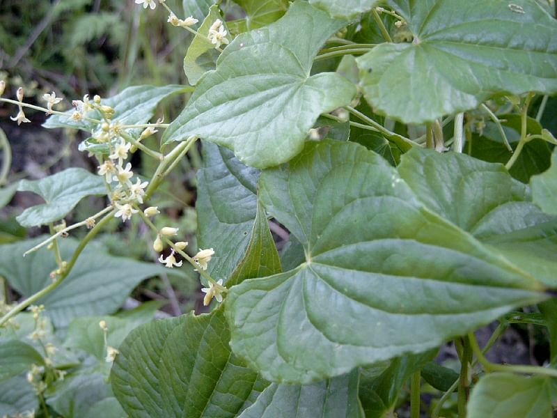 Tamus (Dioscorea) Communis (Black Bryony) | Dioscoreaceae