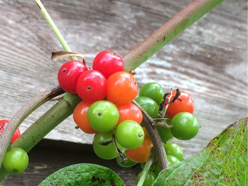 Tamus (Dioscorea) Communis (Black Bryony) | Dioscoreaceae