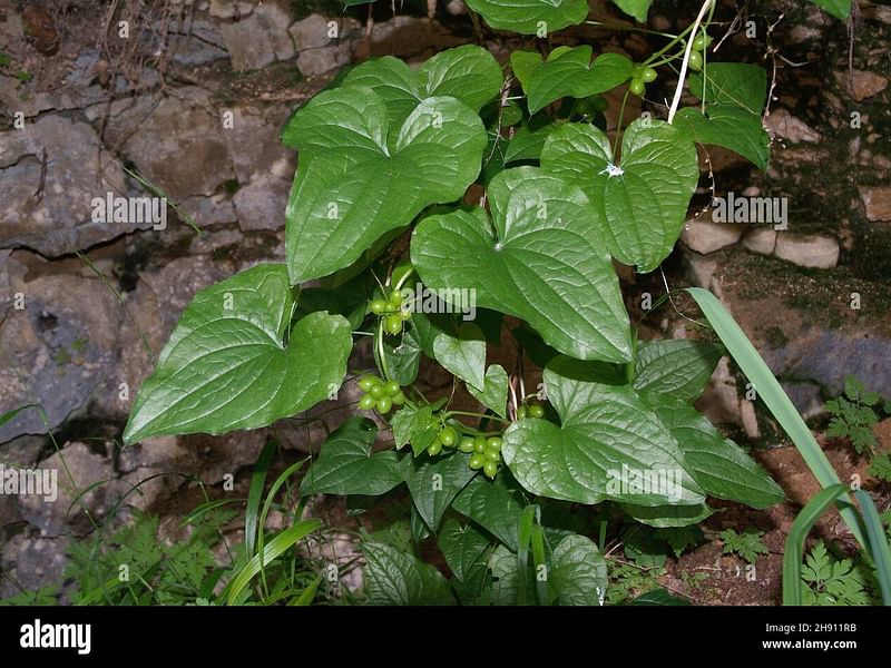 Tamus (Dioscorea) Communis (Black Bryony) | Dioscoreaceae