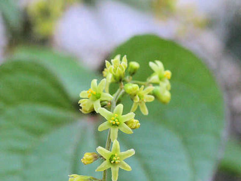 Tamus (Dioscorea) Communis (Black Bryony) | Dioscoreaceae