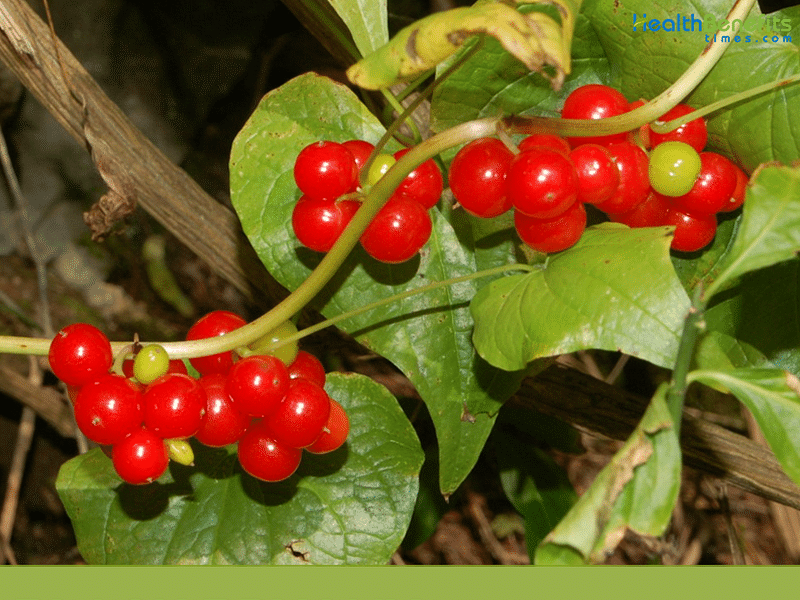 Tamus (Dioscorea) Communis (Black Bryony) | Dioscoreaceae