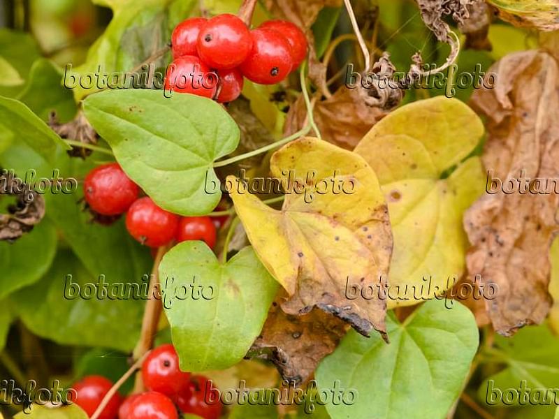 Tamus (Dioscorea) Communis (Black Bryony) | Dioscoreaceae
