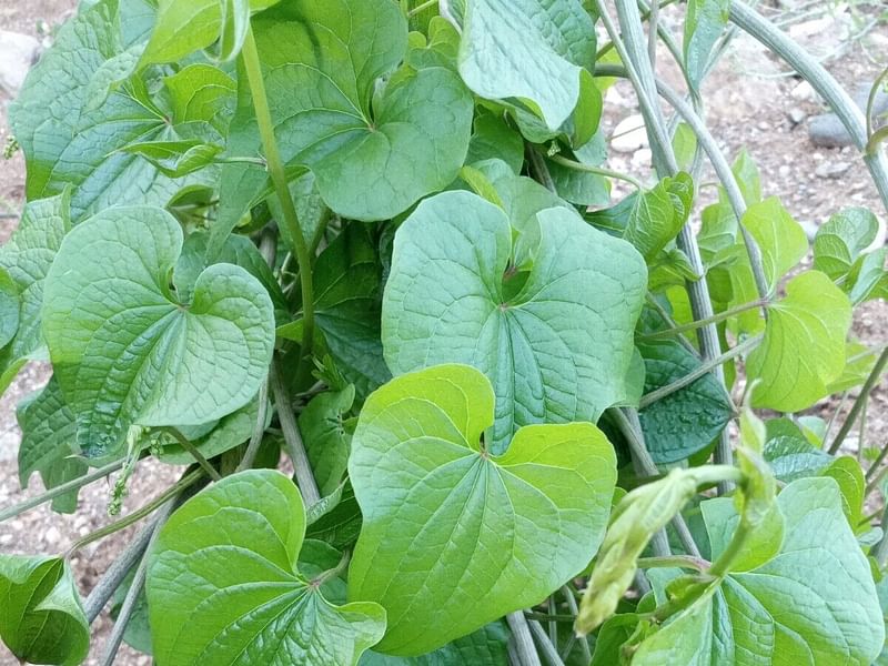 Tamus (Dioscorea) Communis (Black Bryony) | Dioscoreaceae