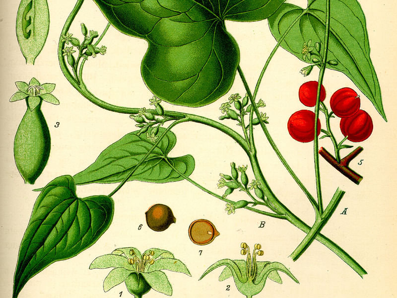 Tamus (Dioscorea) Communis (Black Bryony) | Dioscoreaceae
