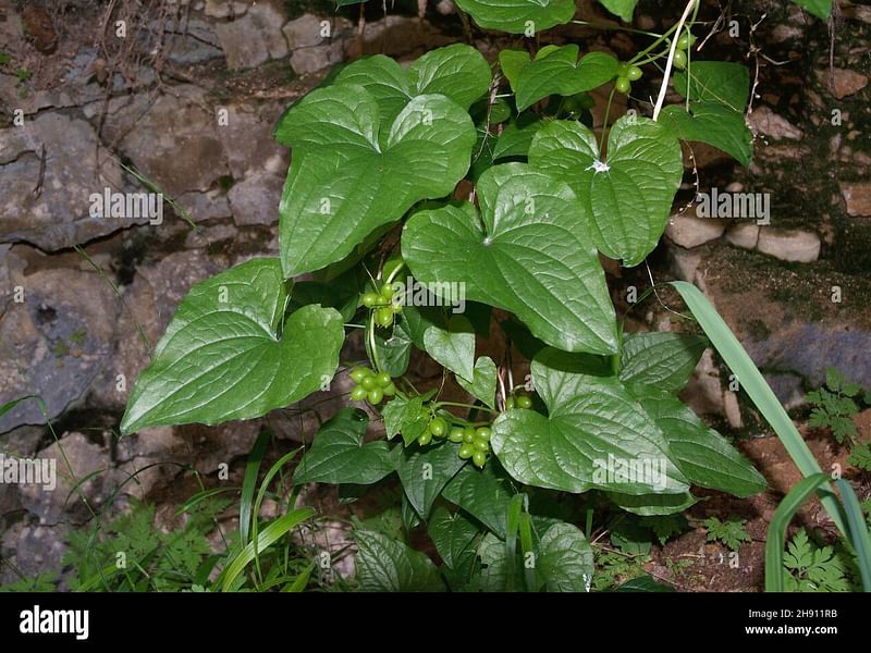 Tamus (Dioscorea) Communis (Black Bryony) | Dioscoreaceae