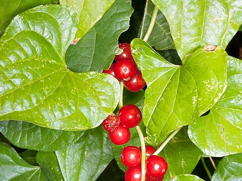 Tamus (Dioscorea) Communis (Black Bryony) | Dioscoreaceae