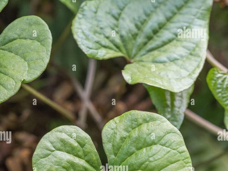 Tamus (Dioscorea) Communis (Black Bryony) | Dioscoreaceae