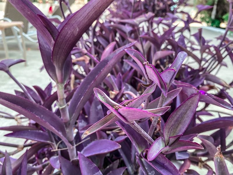 Tradescantia Pallida | Commelinaceae