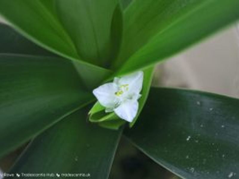 Tradescantia Spathacea Forma Concolor | Commelinaceae