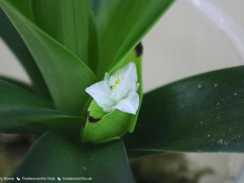Tradescantia Spathacea Forma Concolor | Commelinaceae