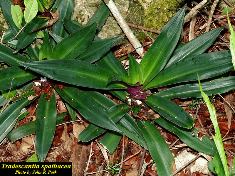 Tradescantia Spathacea Forma Concolor | Commelinaceae