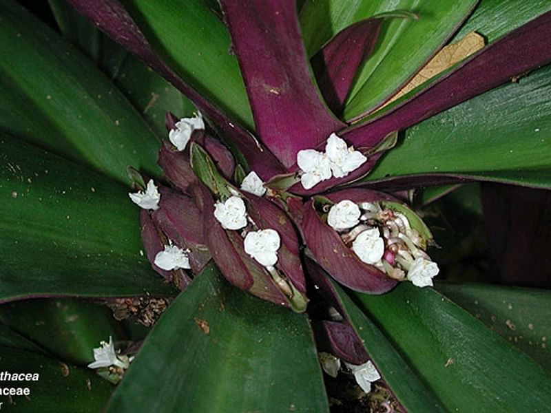Tradescantia Spathacea Forma Concolor | Commelinaceae