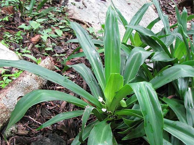 Tradescantia Spathacea Forma Concolor | Commelinaceae