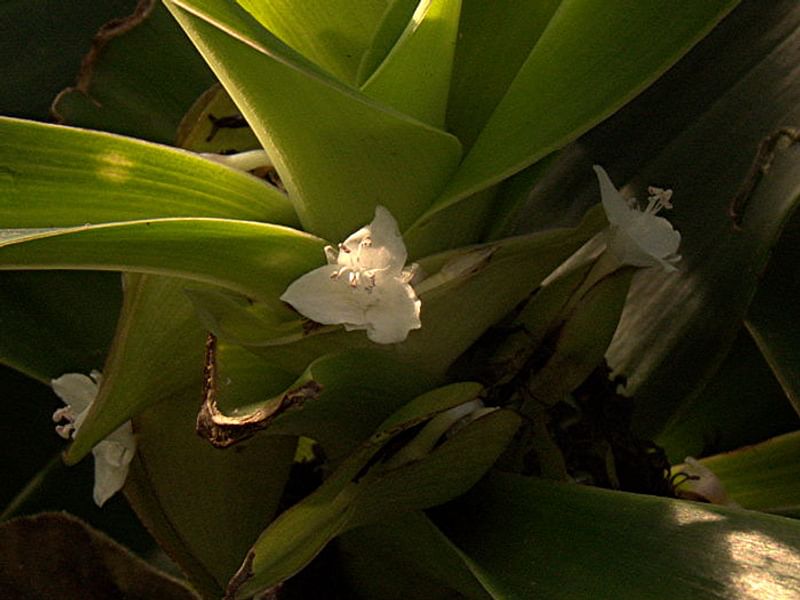 Tradescantia Spathacea Forma Concolor | Commelinaceae