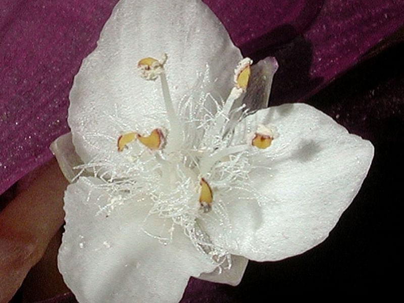 Tradescantia Spathacea Forma Concolor | Commelinaceae