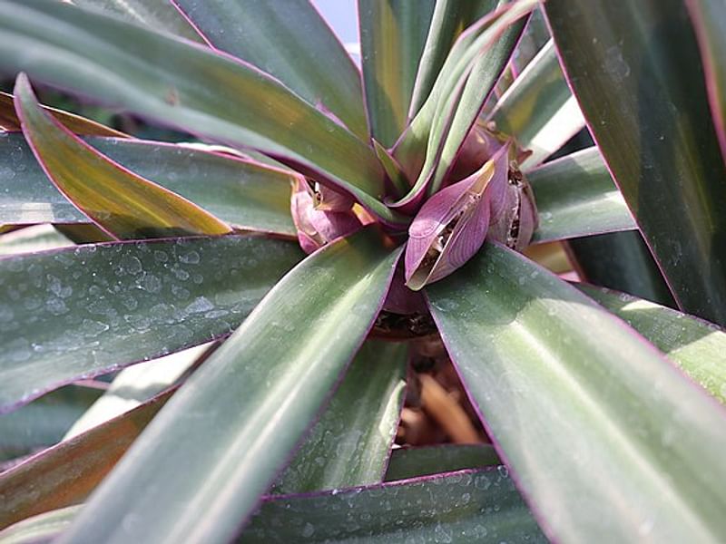 Tradescantia Spathacea Forma Concolor | Commelinaceae