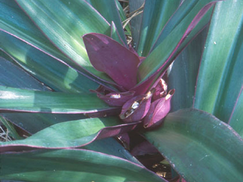 Tradescantia Spathacea Forma Concolor | Commelinaceae