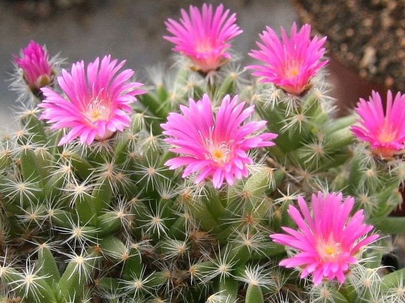 Trichodiadema Stellatum | Trichodiadema | Aizoaceae