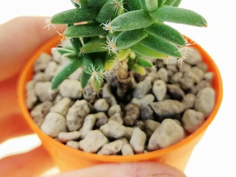Trichodiadema Stellatum | Trichodiadema | Aizoaceae