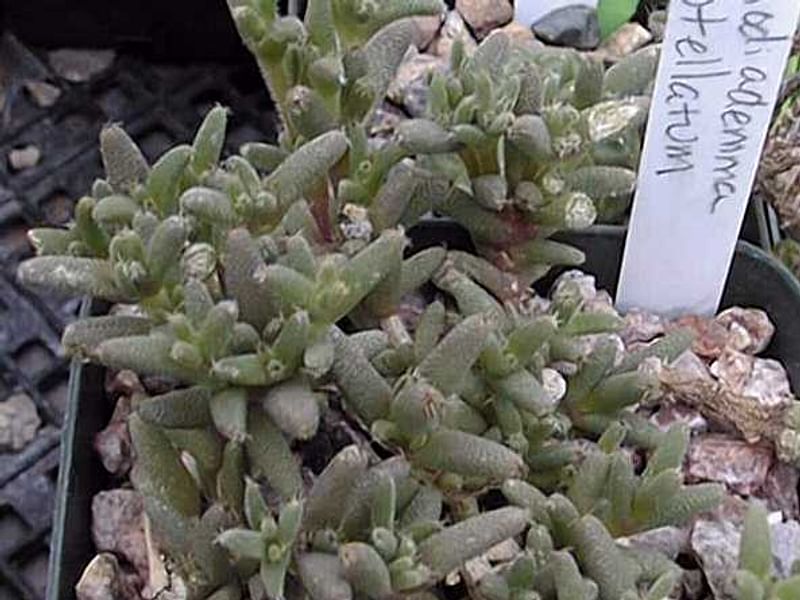 Trichodiadema Stellatum | Trichodiadema | Aizoaceae