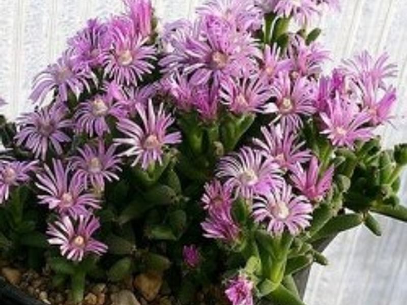 Trichodiadema Stellatum | Trichodiadema | Aizoaceae