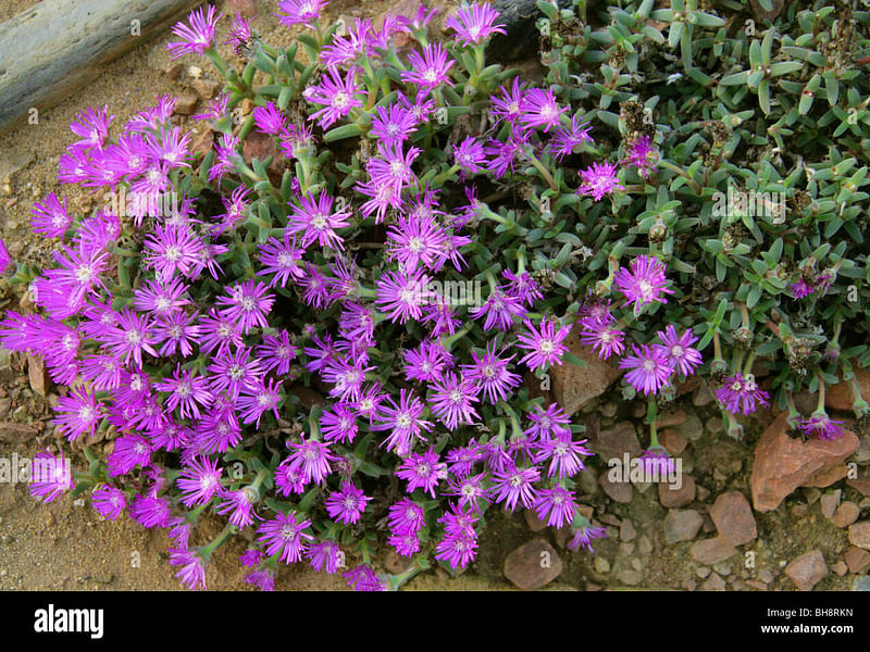 Trichodiadema Stellatum | Trichodiadema | Aizoaceae