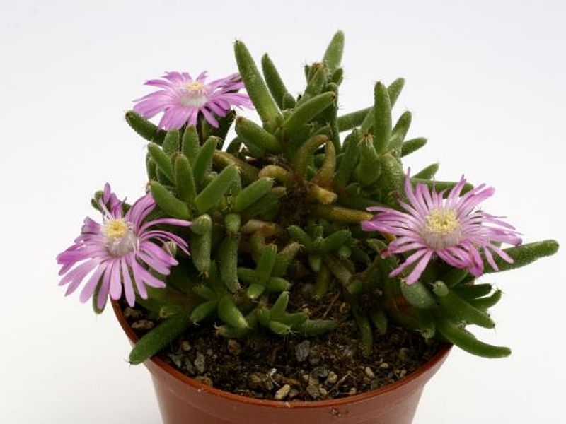 Trichodiadema Stellatum | Trichodiadema | Aizoaceae