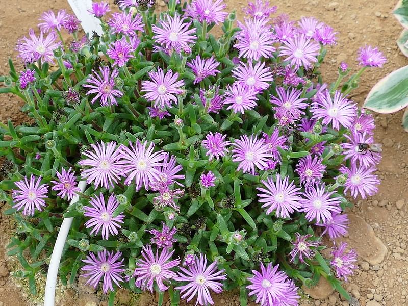 Trichodiadema Stellatum | Trichodiadema | Aizoaceae