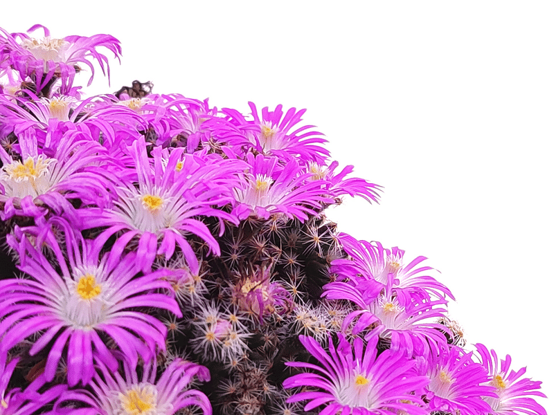 Trichodiadema Stellatum | Trichodiadema | Aizoaceae