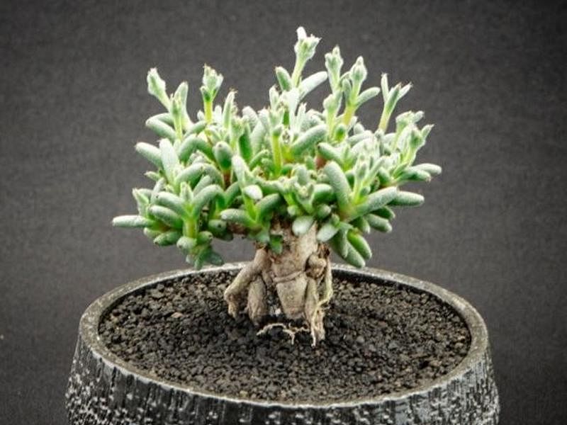 Trichodiadema Stellatum | Trichodiadema | Aizoaceae