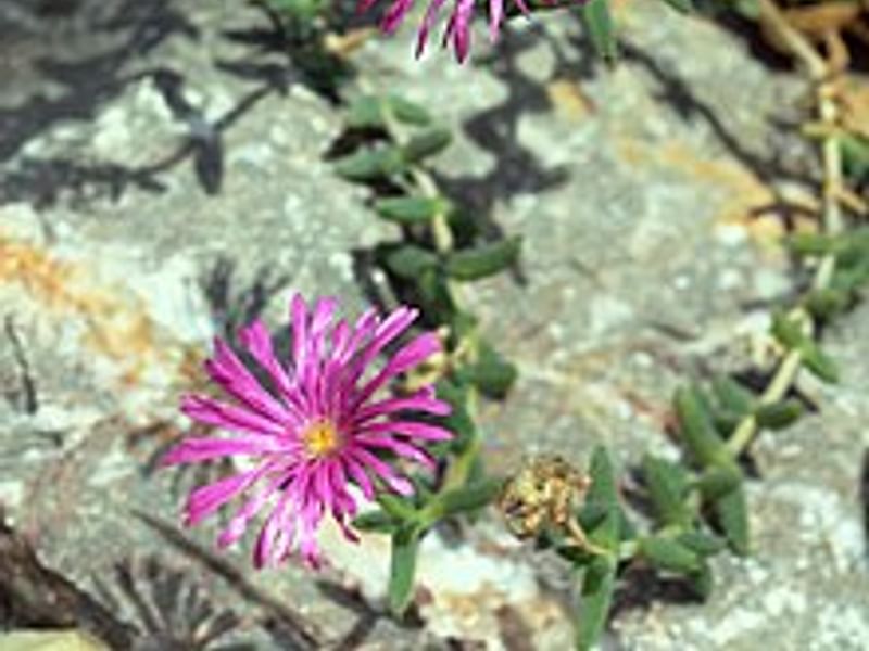 Trichodiadema Stellatum | Trichodiadema | Aizoaceae