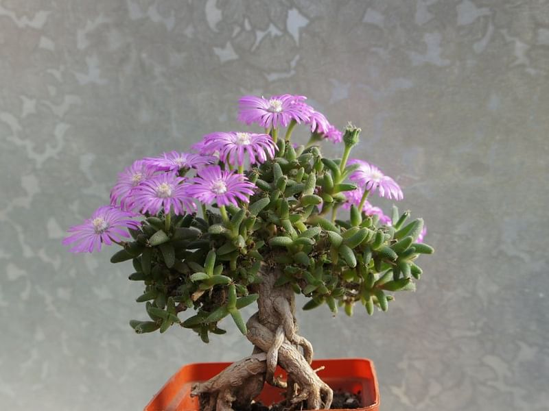 Trichodiadema Stellatum | Trichodiadema | Aizoaceae