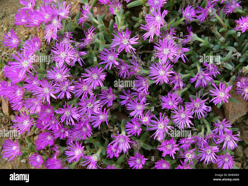 Trichodiadema Stellatum | Trichodiadema | Aizoaceae