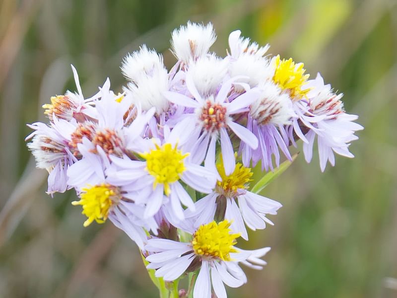 Tripolium Pannonicum - Sea Aster | Asteraceae