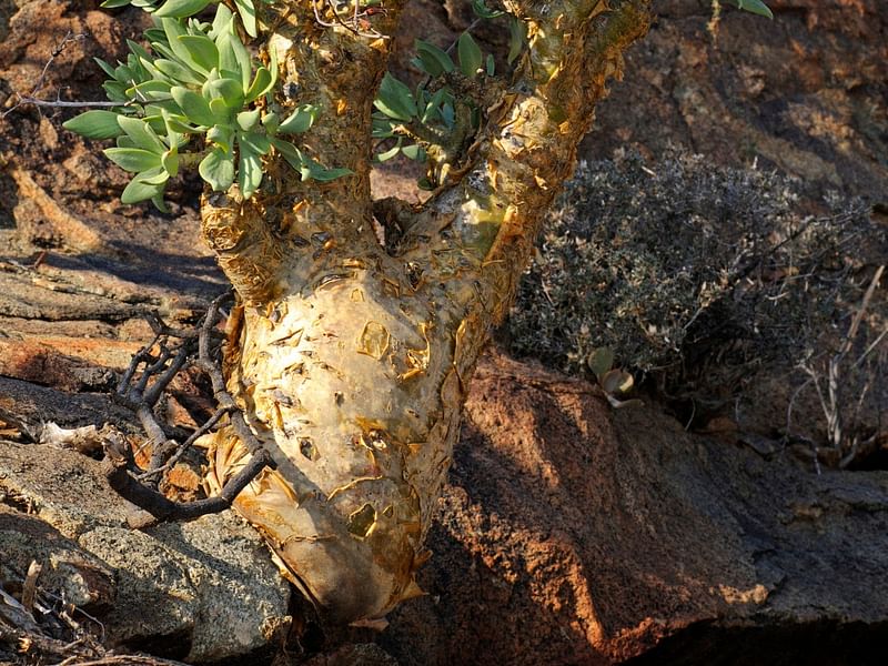 Tylecodon | Crassulaceae